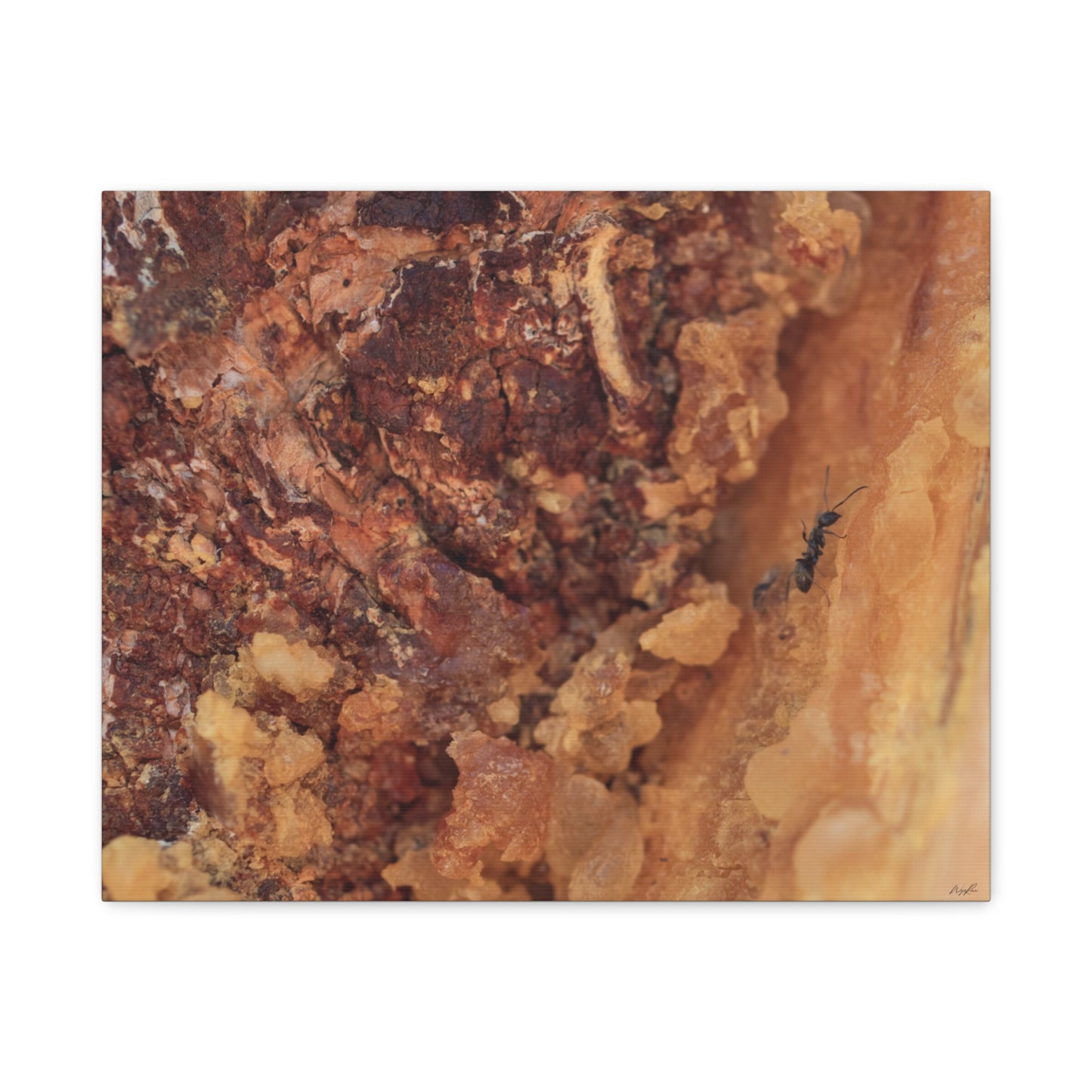 Ant in the Sap — Weathered Time by WyoRaw