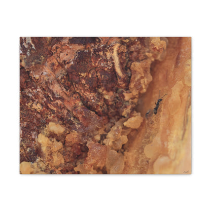 Ant in the Sap — Weathered Time by WyoRaw