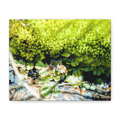 "Into the Moss" - Canvas Print