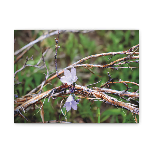 Macro photo of a delicate wildflower amid dry twigs and green grass outdoors