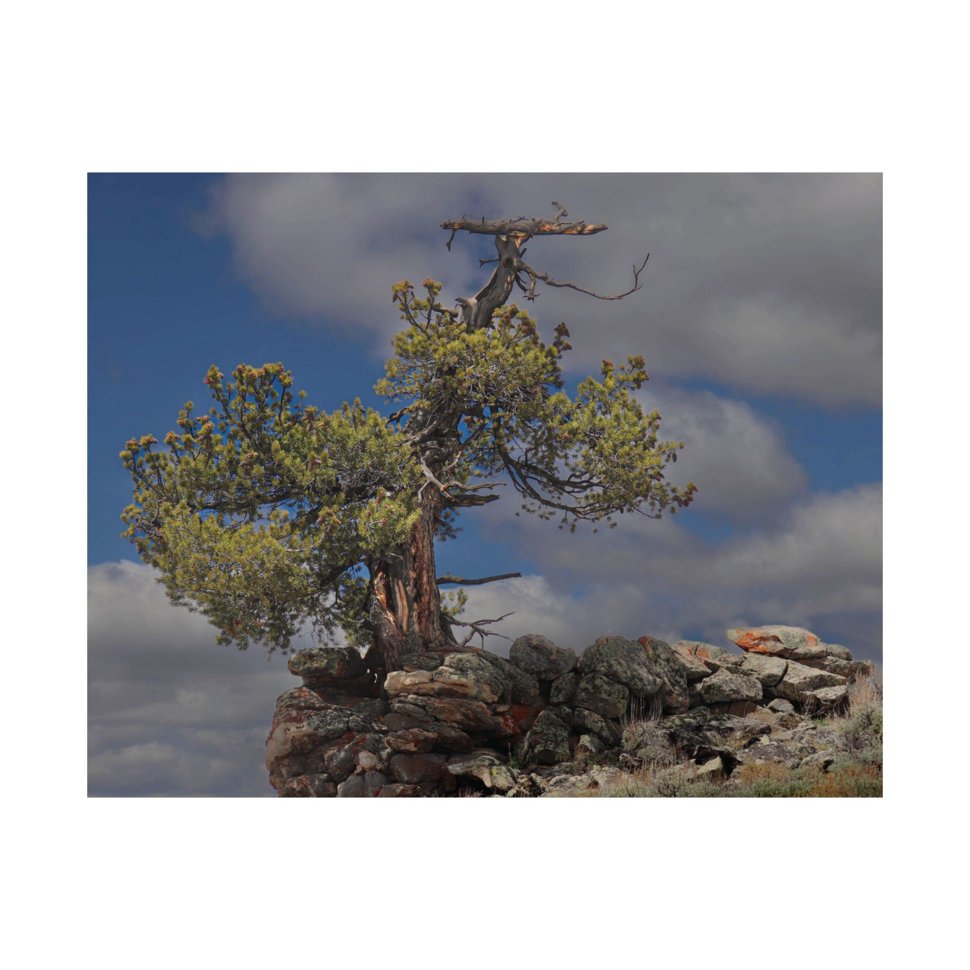 High Country Sentinel — Weathered Time by WyoRaw