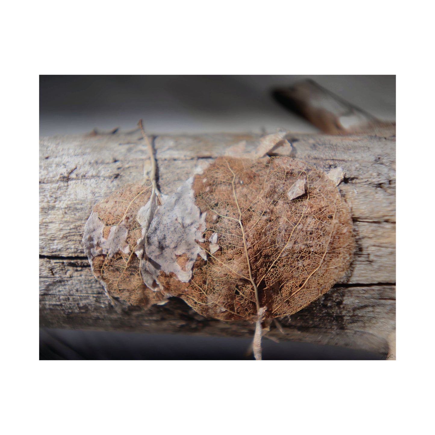 Skeletal Aspen Leaves — Remnants by WyoRaw