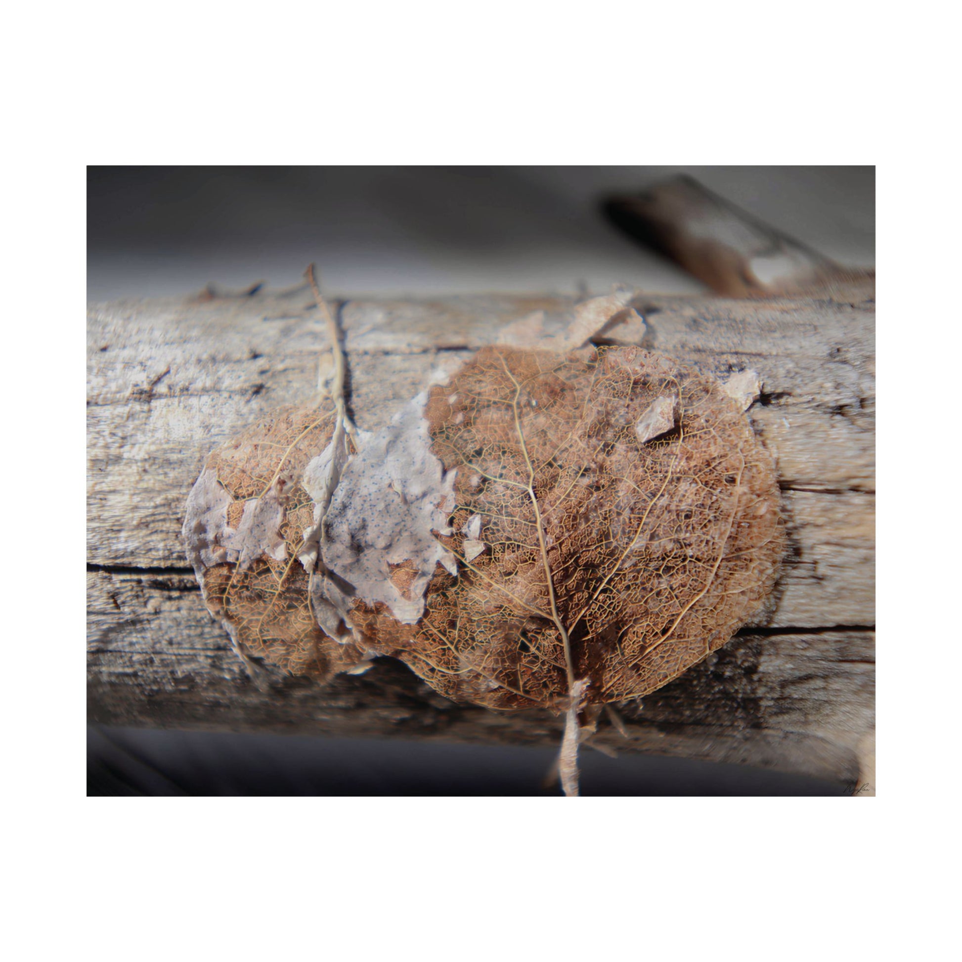 Skeletal Aspen Leaves — Remnants by WyoRaw