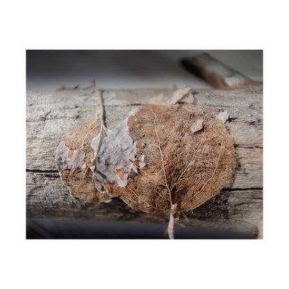 Skeletal Aspen Leaves — Remnants by WyoRaw