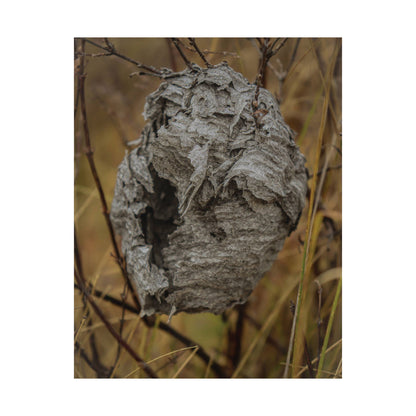 Abandoned Wasp Nest — Remnants by WyoRaw