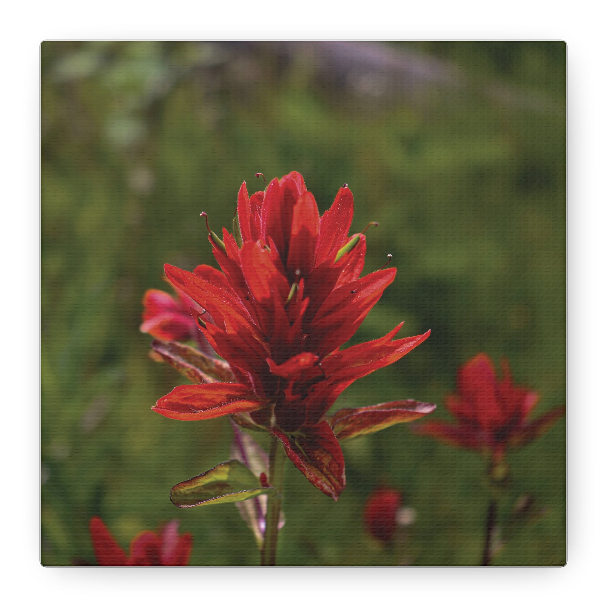 Wyoming Indian Paintbrush — Quiet Resilience by WyoRaw
