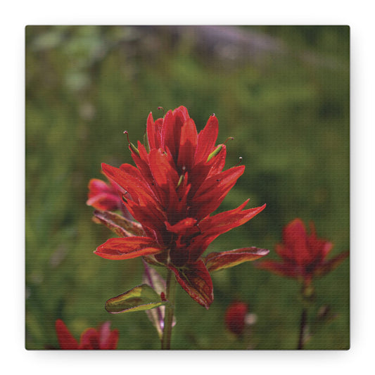 Wyoming Indian Paintbrush — Quiet Resilience by WyoRaw