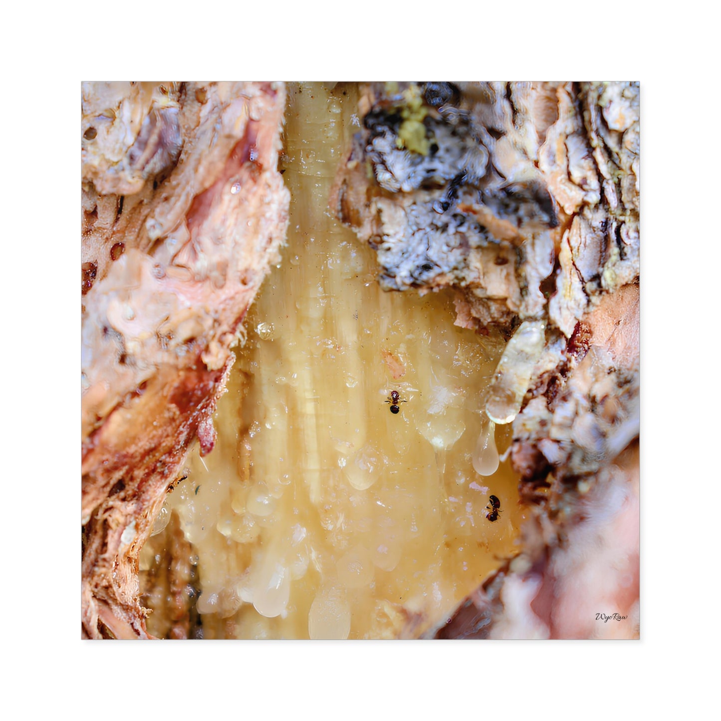 "Ants Encased in Sap" - Square Sticker (Indoor/Outdoor)