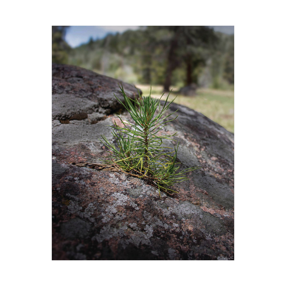Young Pine from out of the Boulder — Quiet Resilience by WyoRaw