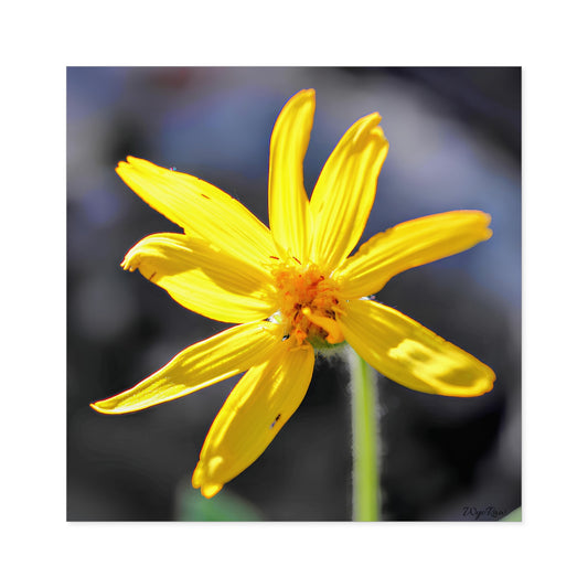 Macro photo of a yellow wildflower with textured petals against a soft dark background