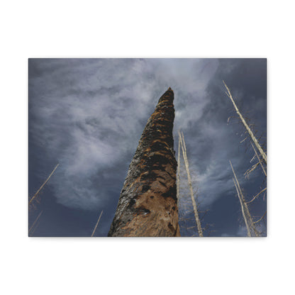 Remnants: "Scorched Tree" - Canvas Print