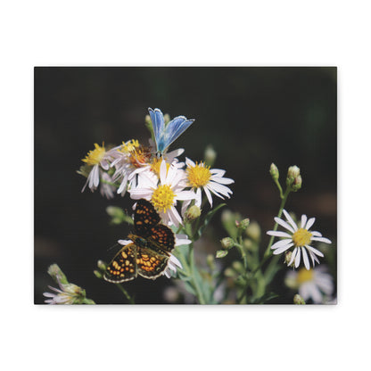 Butterflies on Wildflowers — Quiet Resilience by WyoRaw