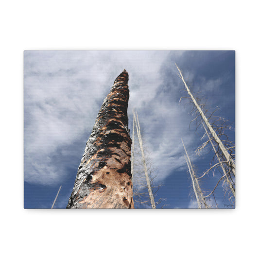 Close-up of a charred tree trunk and bare trees against a cloudy sky in Wyoming wilderness