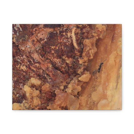 Ant in the Sap — Weathered Time by WyoRaw