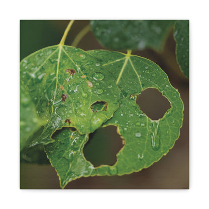 Crying Leaf — Quiet Resilience by WyoRaw
