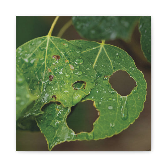Crying Leaf — Quiet Resilience by WyoRaw