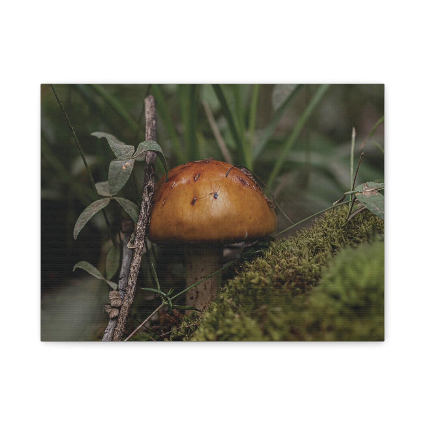 Mushroom in the Forest — Quiet Resilience by WyoRaw