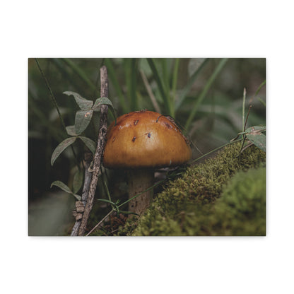 Mushroom in the Forest — Quiet Resilience by WyoRaw