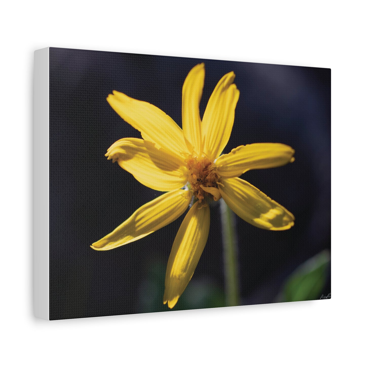 Quiet Resilience: "Yellow Wildflower" - Canvas Print