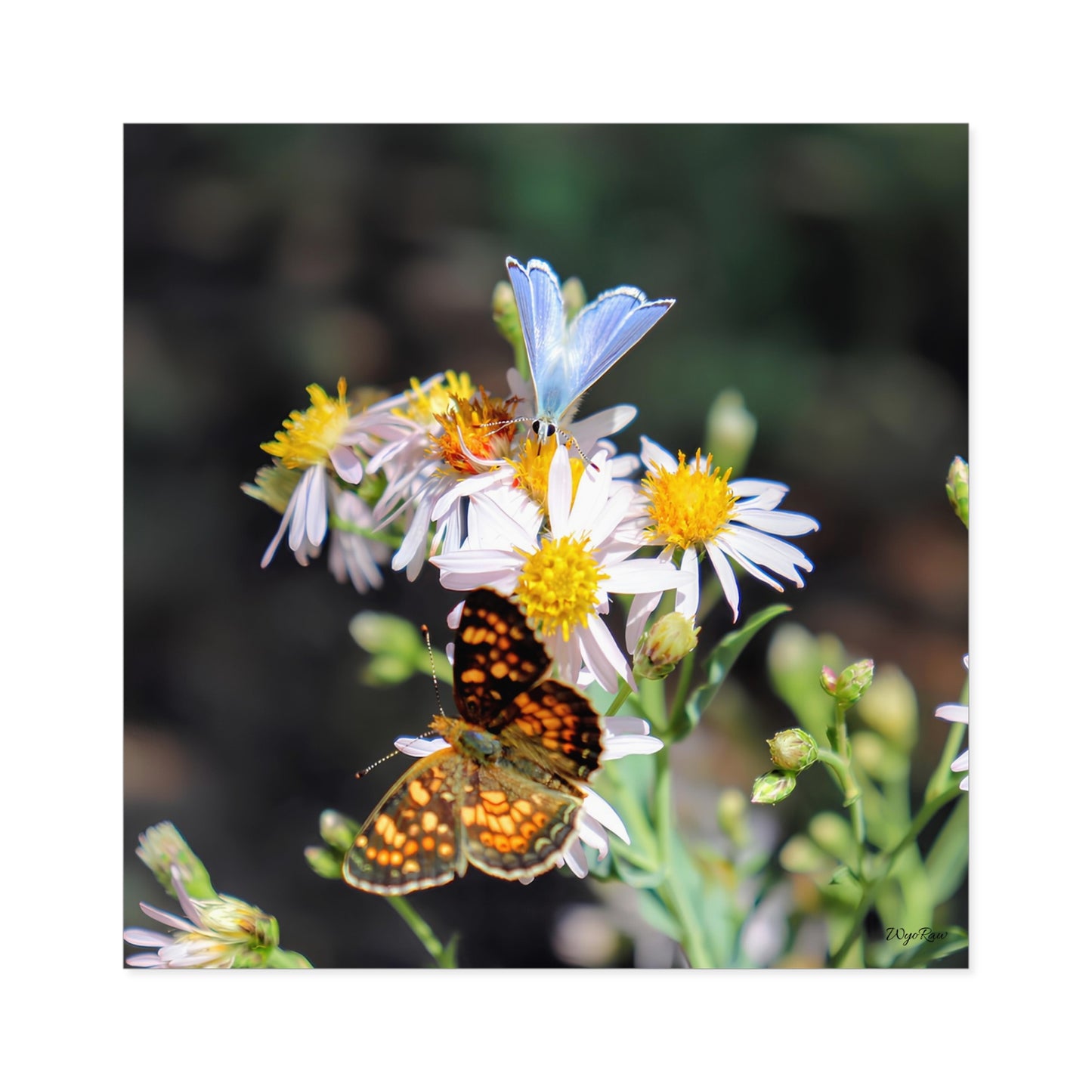 "Butterflys on Wildflowers" - Square Sticker (Indoor/Outdoor)