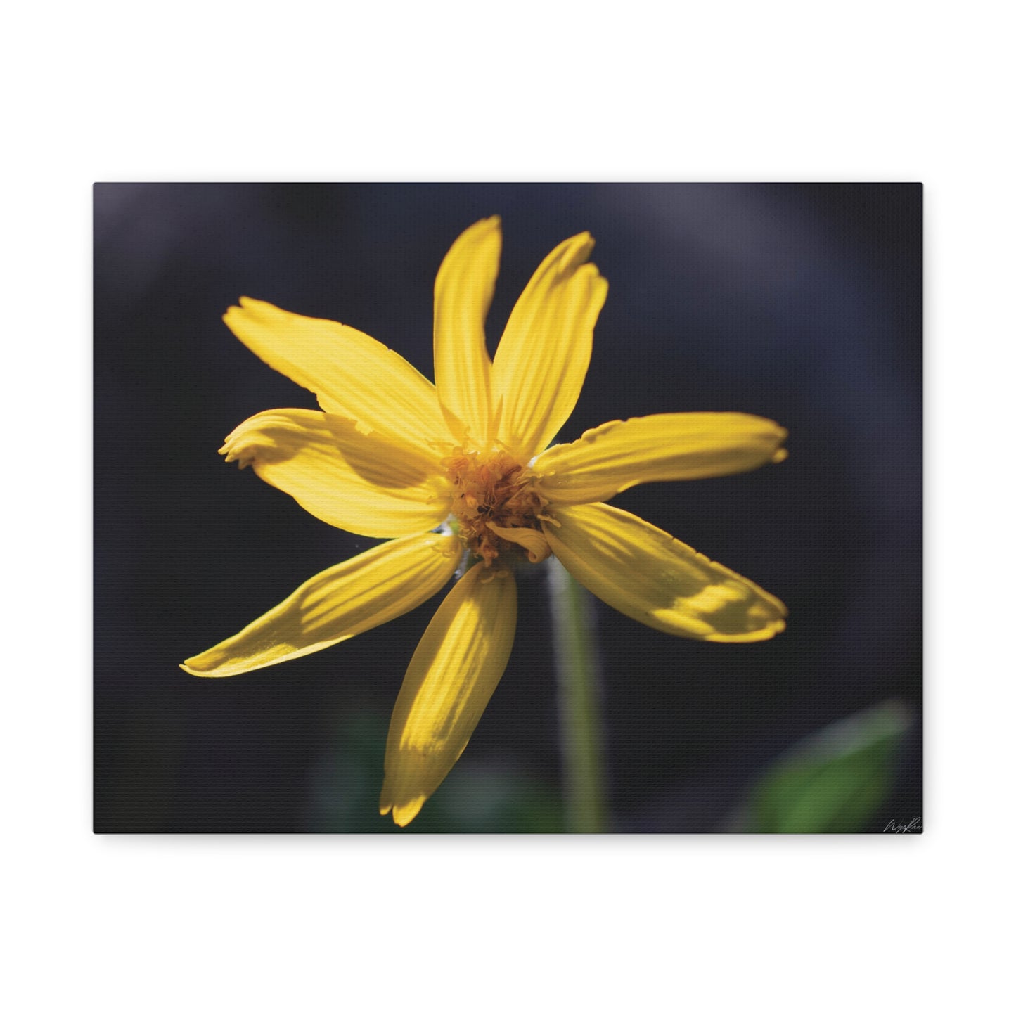 Quiet Resilience: "Yellow Wildflower" - Canvas Print