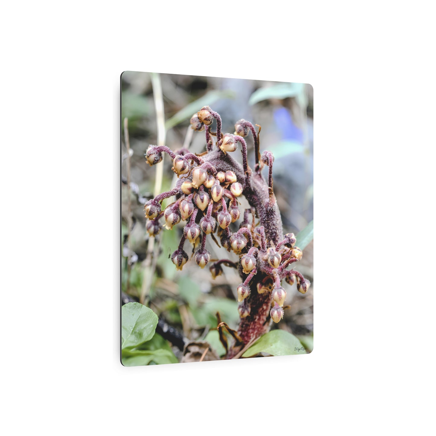 "Pine Drop" - Metal Wall Art