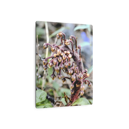 "Pine Drop" - Metal Wall Art