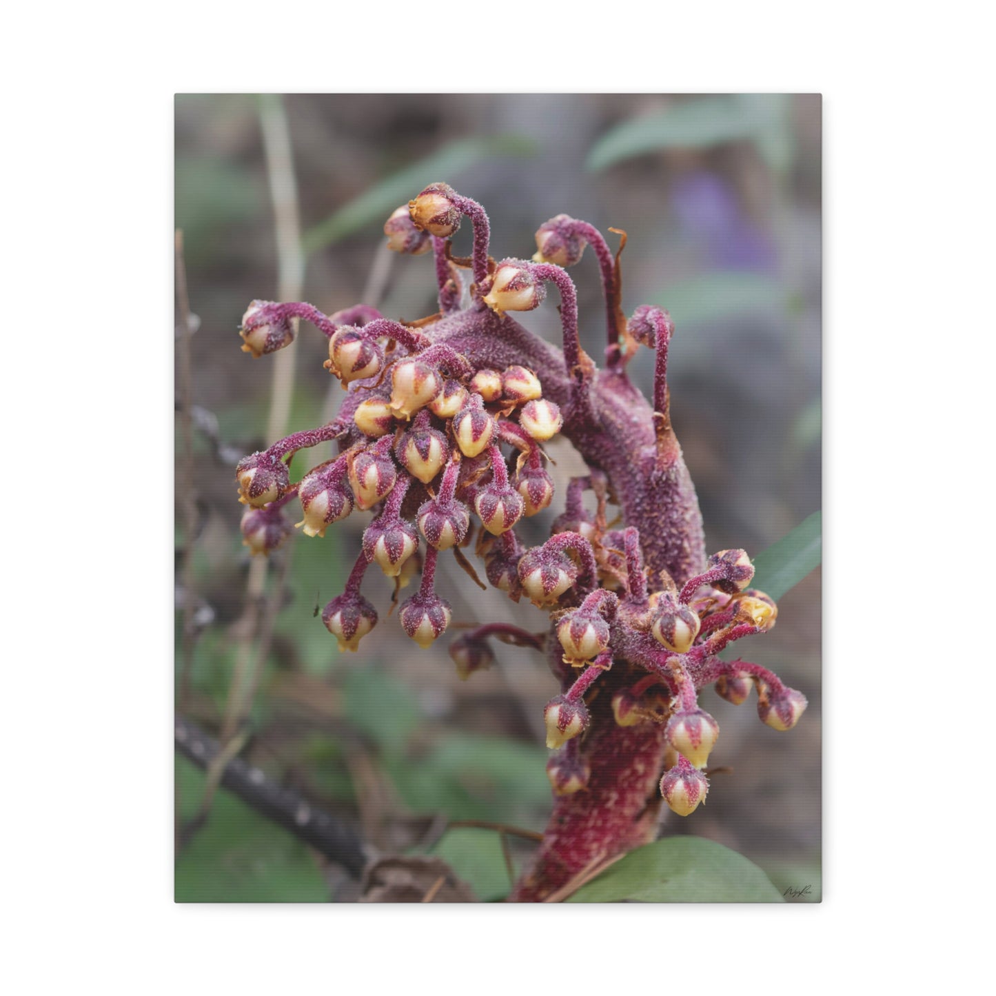 Woodland Pinedrop — Quiet Resilience by WyoRaw