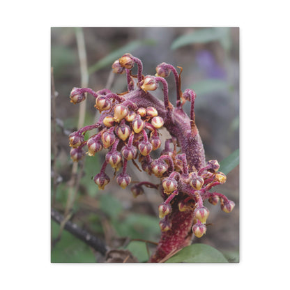 Woodland Pinedrop — Quiet Resilience by WyoRaw
