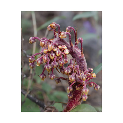 Woodland Pinedrop — Quiet Resilience by WyoRaw