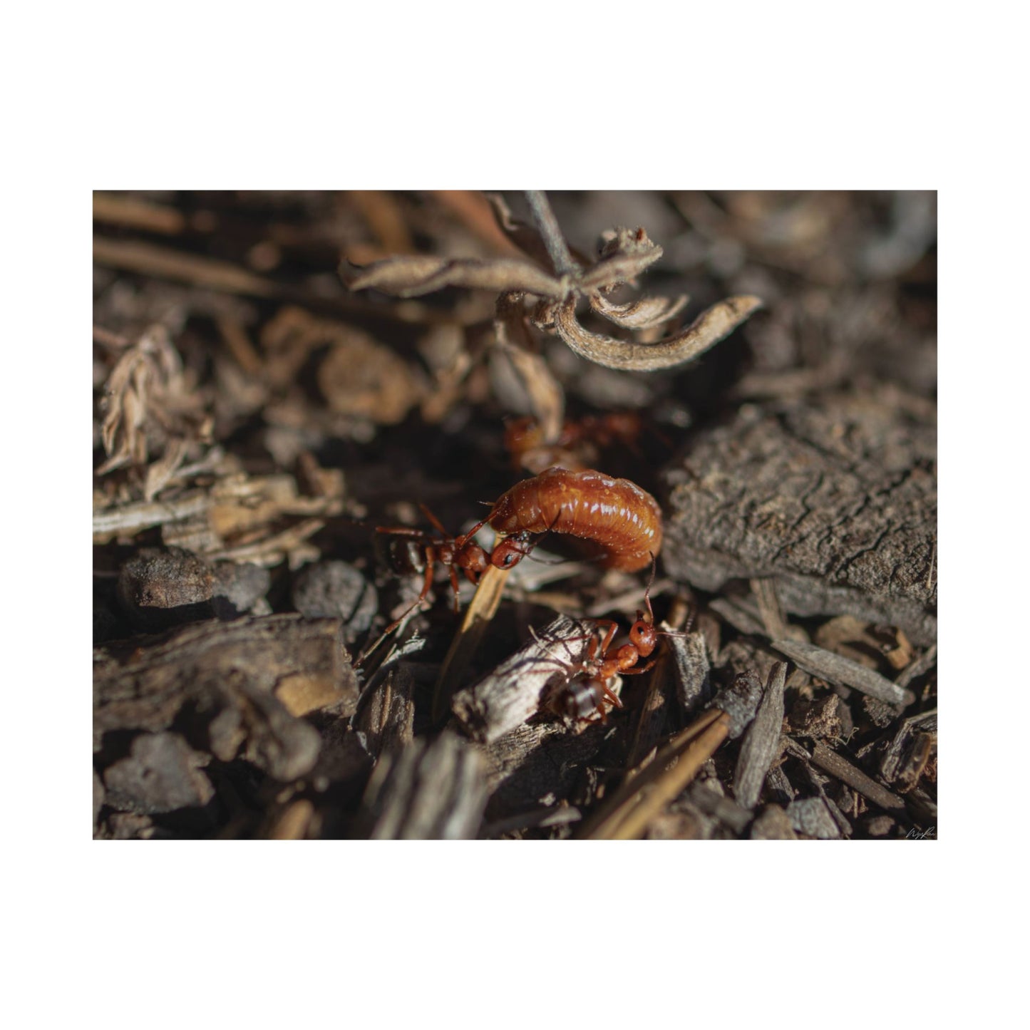 Ants vs Worm — Quiet Resilience by WyoRaw