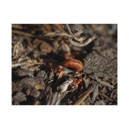 Ants vs Worm — Quiet Resilience by WyoRaw