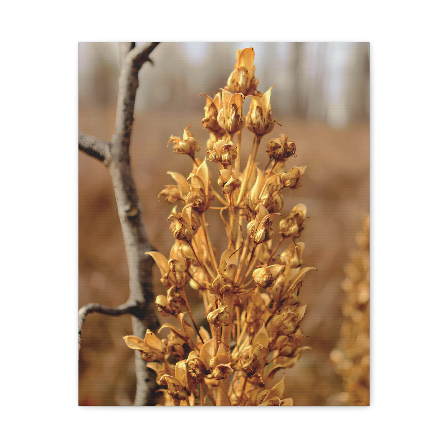 Golden Dried Flower — Remnants by WyoRaw
