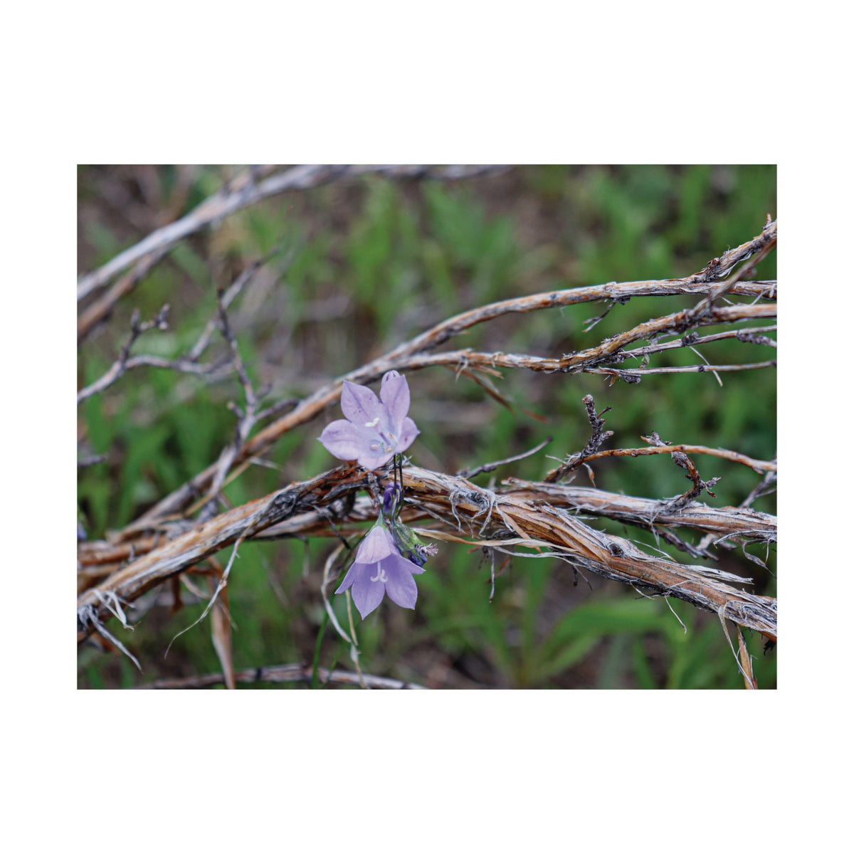 Wildflowers in the Willows — Quiet Resilience by WyoRaw