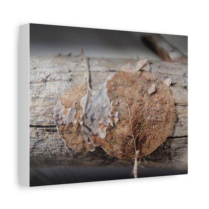 Remnants: "Skeletal Aspen Leaves" - Canvas Print