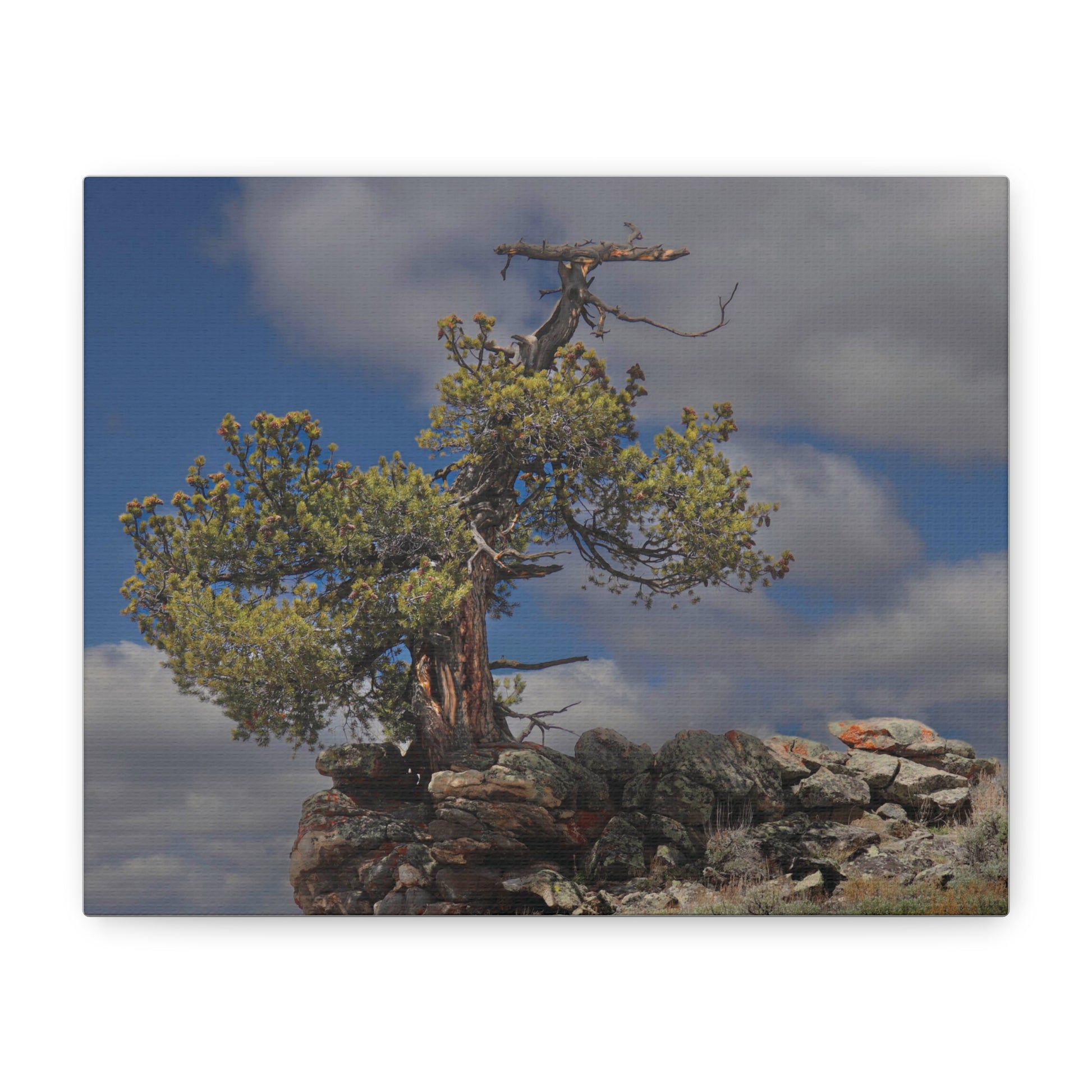 High Country Sentinel — Weathered Time by WyoRaw