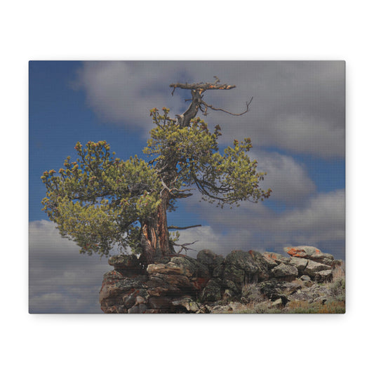 High Country Sentinel — Weathered Time by WyoRaw
