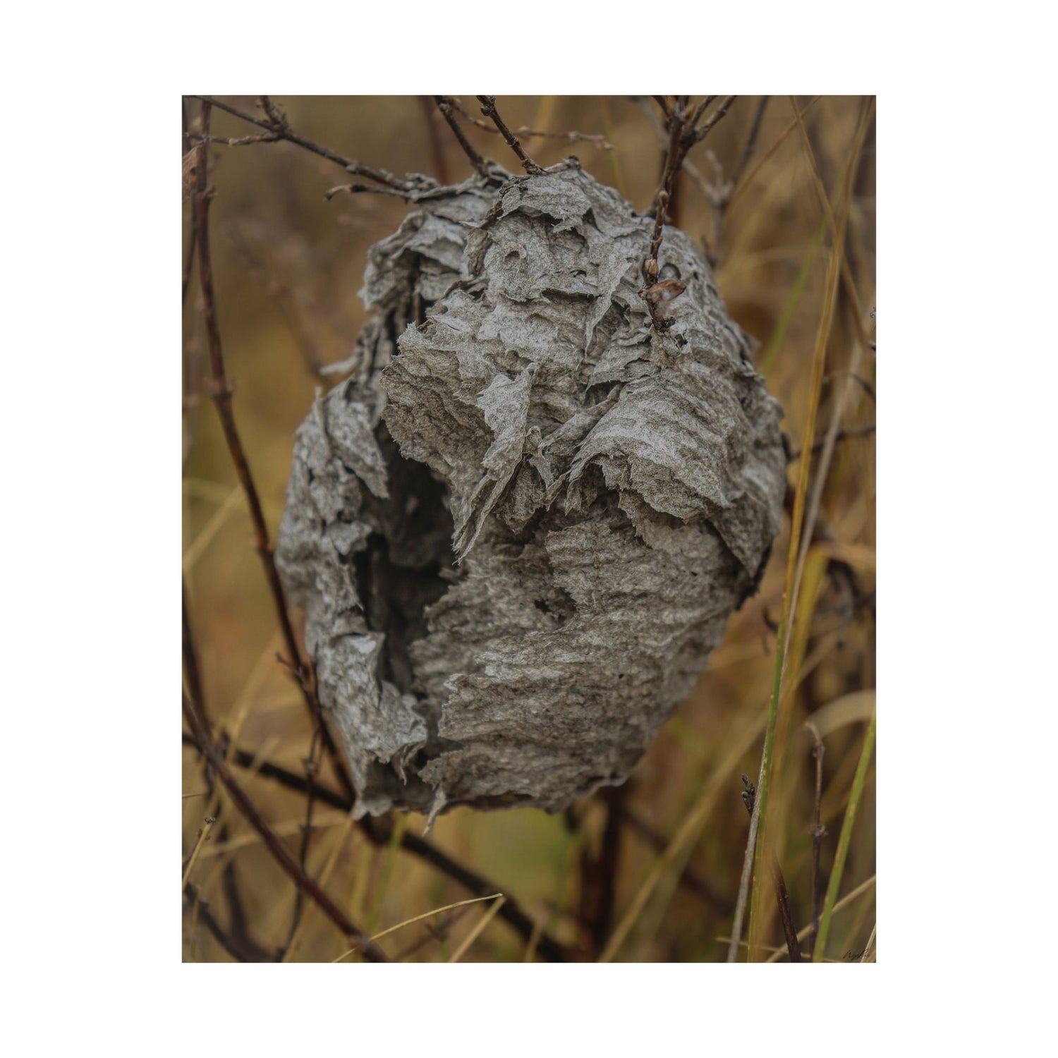 Abandoned Wasp Nest — Remnants by WyoRaw