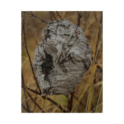 Abandoned Wasp Nest — Remnants by WyoRaw