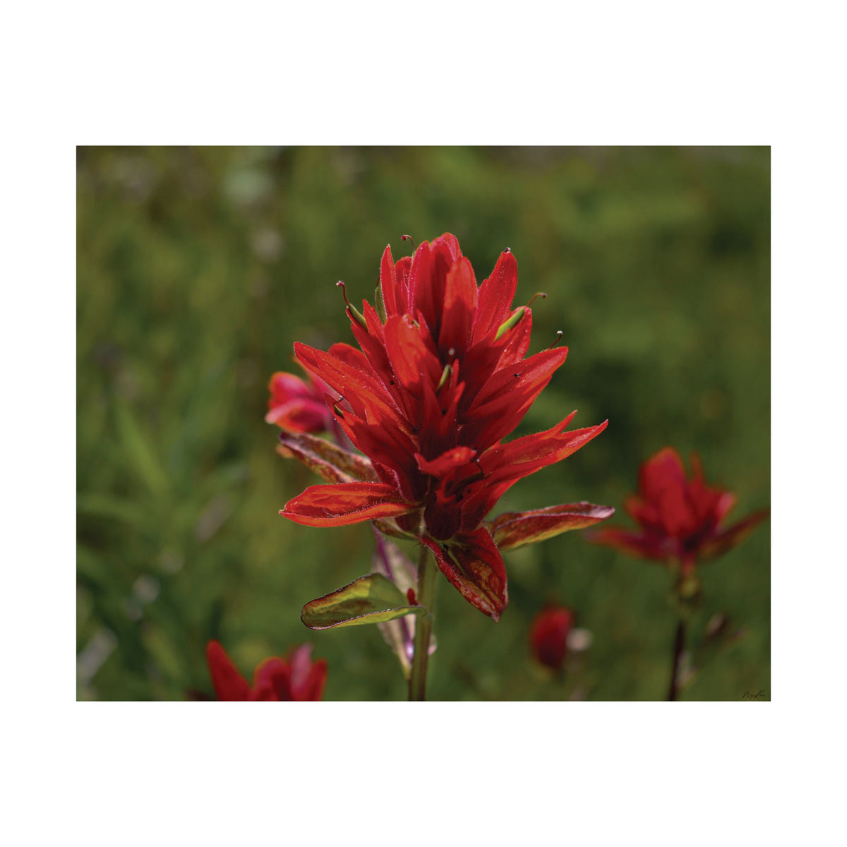 Wyoming Indian Paintbrush — Quiet Resilience by WyoRaw