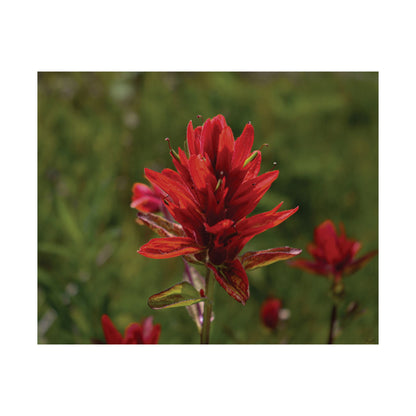 Wyoming Indian Paintbrush — Quiet Resilience by WyoRaw