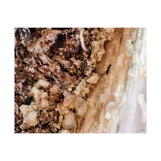 Macro photo of ant crawling on textured tree bark and resin with natural earthy tones.