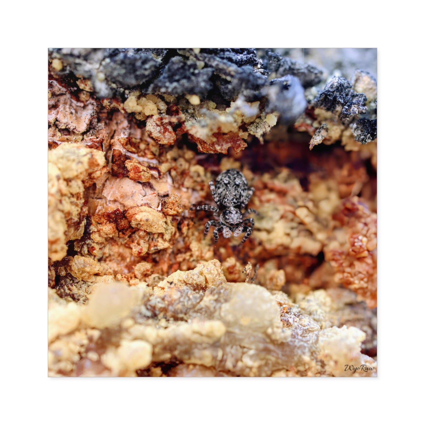 "Spider in the Sap" - Square Sticker (Indoor/Outdoor)