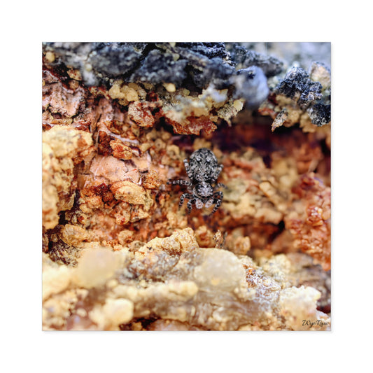 "Spider in the Sap" - Square Sticker (Indoor/Outdoor)