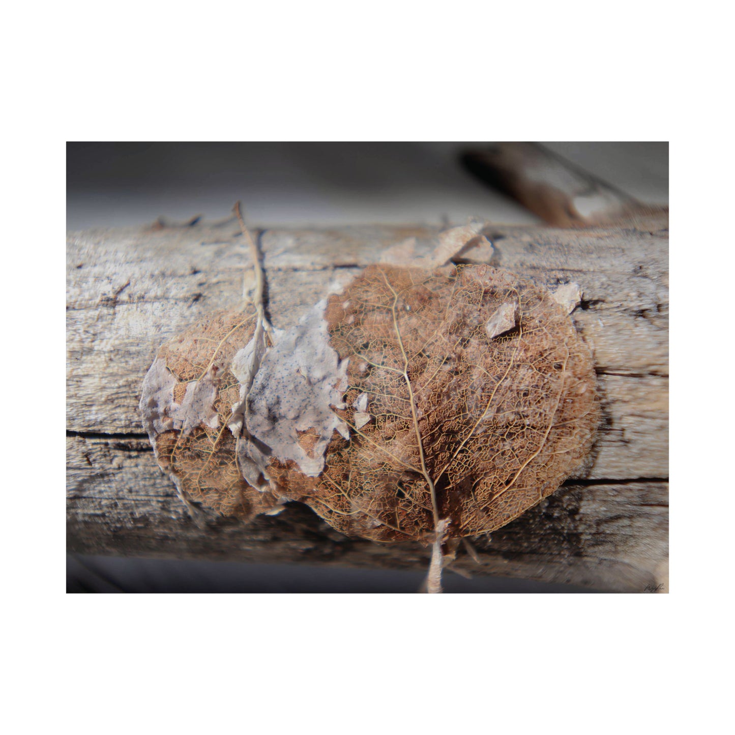 Skeletal Aspen Leaves — Remnants by WyoRaw