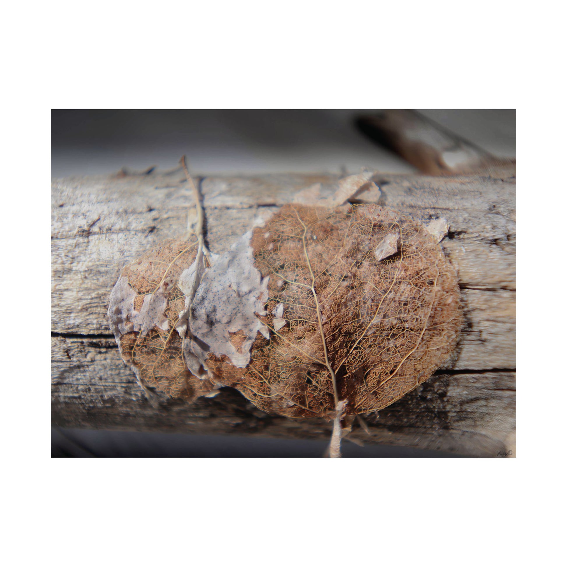 Skeletal Aspen Leaves — Remnants by WyoRaw