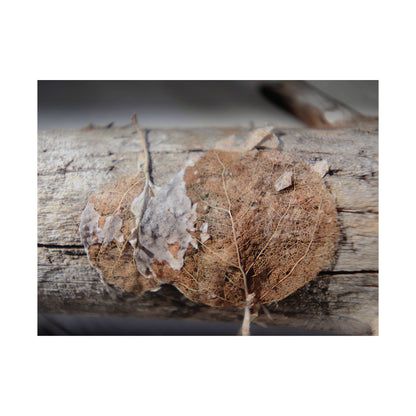 Skeletal Aspen Leaves — Remnants by WyoRaw