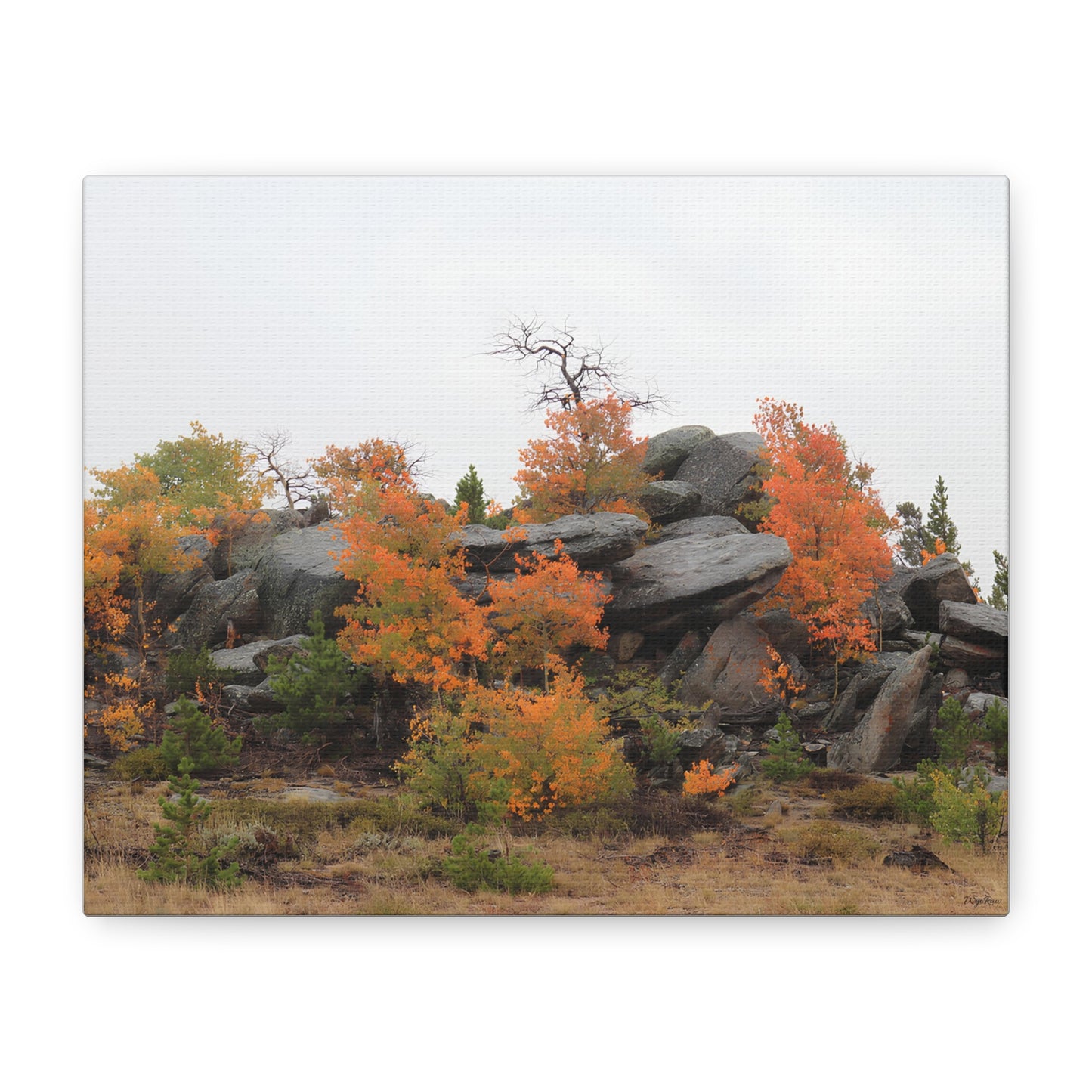 "Autumn Rocky Outcrop" - Canvas Print