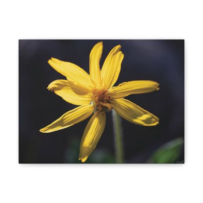 Quiet Resilience: "Yellow Wildflower" - Canvas Print