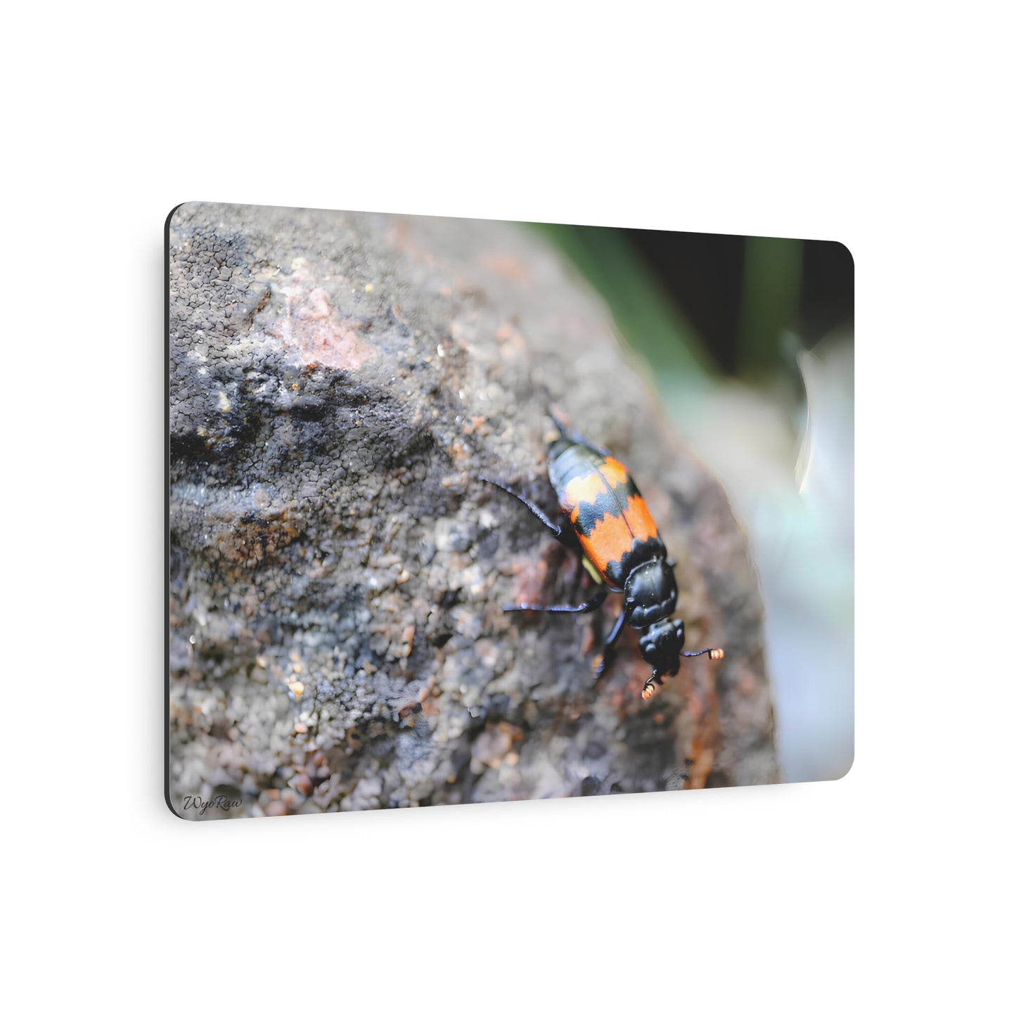 "Burying Beetle on River Rock" - Metal Wall Art